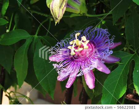 Passiflora Passion flower Passiflora Passion flower 56622081