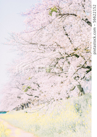 Toyokawa Sanagawa Cherry blossoms 56622152