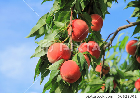 桃子收穫前 56622301