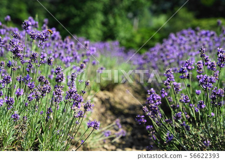 August Numata 55 Lavender Field / Tambara Lavender Park August Numata 55 Lavender Field / Tambara Lavender Park 56622393