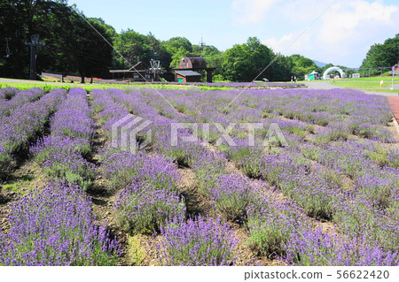 August Numata 29薰衣草田/ Tambara薰衣草公園 56622420