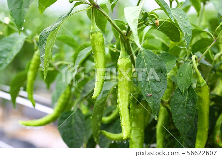 Green pepper 56622607