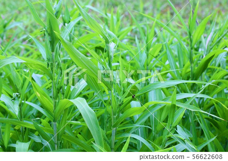 Yulmu Field 56622608