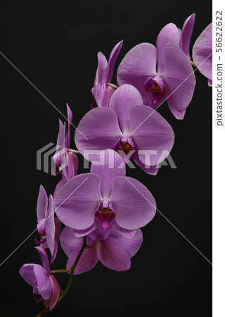 Purple buttercup orchid Purple buttercup orchid 56622622