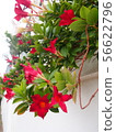 Mandevilla Sundeli (overseas, subtropical flowers, vines, ornamental) and white walls, Sydney Australia 56622796