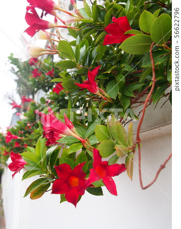 Mandevilla Sundeli (overseas, subtropical flowers, vines, ornamental) and white walls, Sydney Australia 56622796