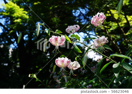 莉莉speciosum 56623046
