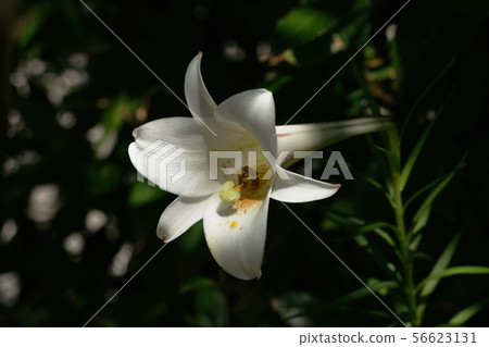 復活節百合 復活節百合 56623131