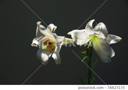 Easter lily 56623135