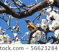 Plums and birds 56623284