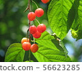Cherry 56623285