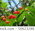 Cherry 56623286