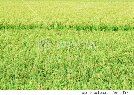 夏季大米(八月) 夏季大米(八月) 56623583