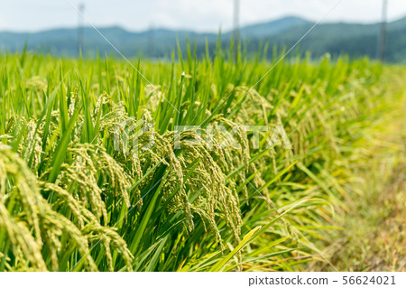 Rice image, Niigata, mid-August Rice image, Niigata, mid-August 56624021