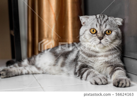 Lovable scottish fold cat. 56624163