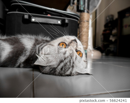 Scottish fold cat fur gray striped black so cute. Scottish fold cat fur gray striped black so cute. 56624241