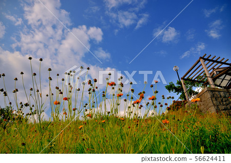 A giant crab that has been pushed up to a hillside park 56624411