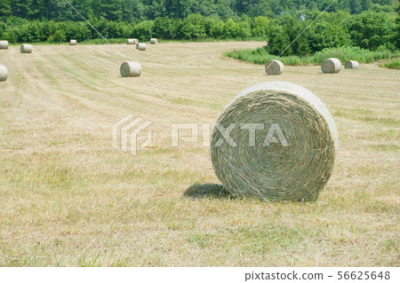 Nakafurano, hill field 56625648