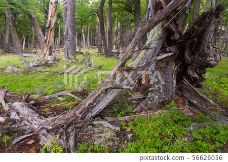 Forest views Forest views 56626056