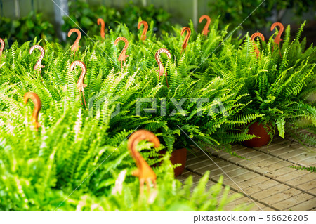 Flowering plants fern cultivated in modern orangery 56626205