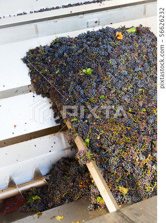 Blue grapes in crusher machine in winery Blue grapes in crusher machine in winery 56626232