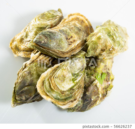Image of tasty raw closed oysters on white background 56626237