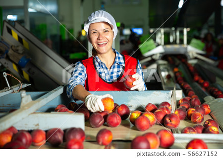 Young woman worker sorting and preparing nectarines for packaging Young woman worker sorting and preparing nectarines for packaging 56627152
