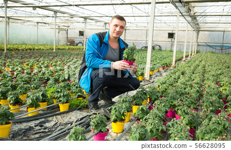 Male supervising growth of tomato seedlings Male supervising growth of tomato seedlings 56628095