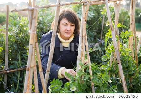 Young woman gardener with bamboo stick working with seedlings Young woman gardener with bamboo stick working with seedlings 56628459