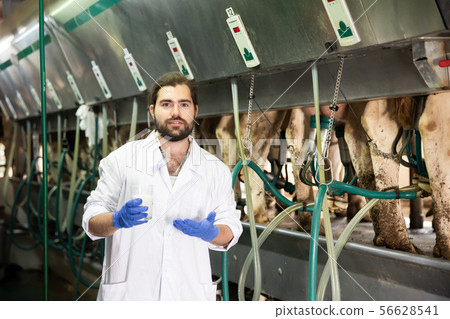 Milkmaid man with fresh milk near automatical cow milking machines 56628541