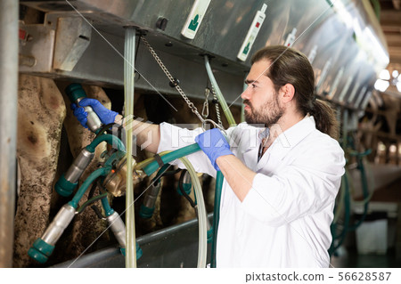 Milkmaid man working with automatical cow milking machines Milkmaid man working with automatical cow milking machines 56628587