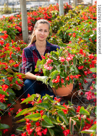 Woman farmer checking blooming begonias Woman farmer checking blooming begonias 56628901