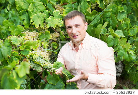 vintner with clusters of grape outdoors. 56628927