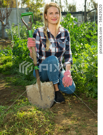 Woman hoeing in garden 56629320