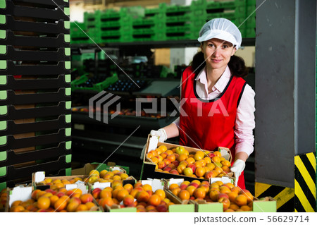 Female in process of sorting and packaging apricots 56629714