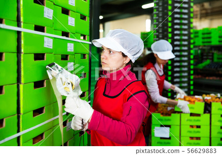 worker in uniform stickering barcodes on boxes of apricots 56629883