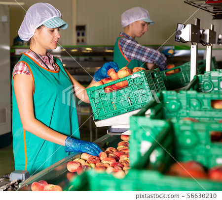 Women sorting peaches to crates 56630210