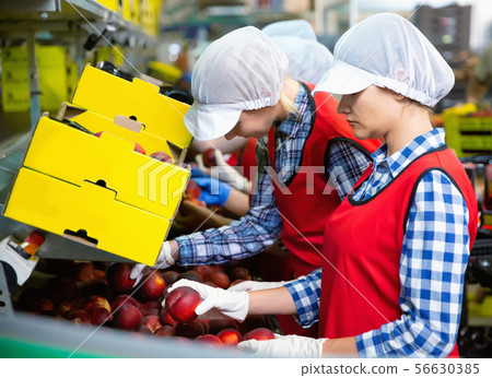 Young women in uniform during packaging peaches on crates at warehouse, checking quality of fruits 56630385