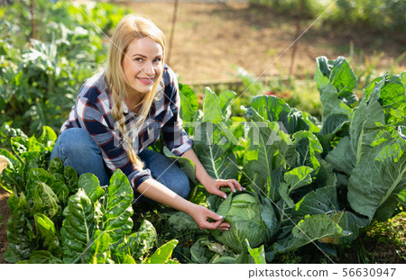 Woman harvesting cabbage at farm Woman harvesting cabbage at farm 56630947