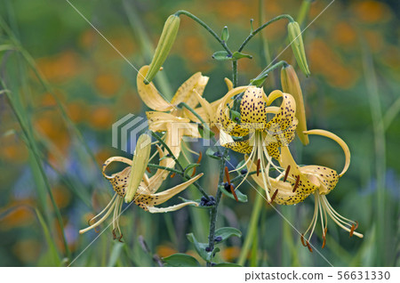 大白百合 56631330