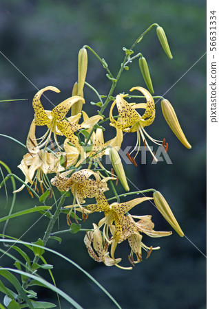 Large white lily Large white lily 56631334