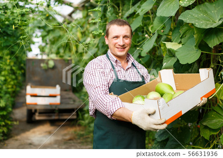 Worker holding harvest of zucchini 56631936