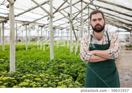 Confident florist on plantation of hydrangea Confident florist on plantation of hydrangea 56631937