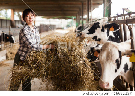 Female technician feeding cows with grass and smile in livestock barn Female technician feeding cows with grass and smile in livestock barn 56632157
