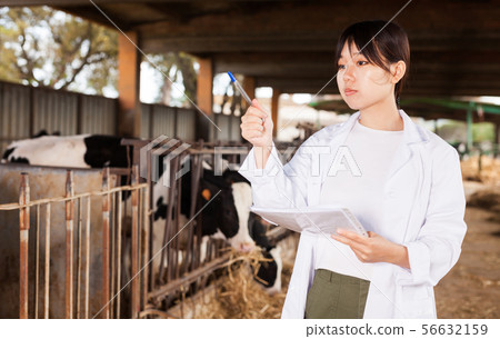 Female employee in white gown working with cows at cowhouse Female employee in white gown working with cows at cowhouse 56632159