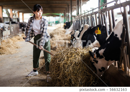 Portrait of active chinese female employee working in cowshed on farm Portrait of active chinese female employee working in cowshed on farm 56632163