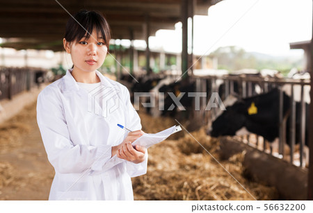 Female employee in white gown working with cows at cowhouse 56632200