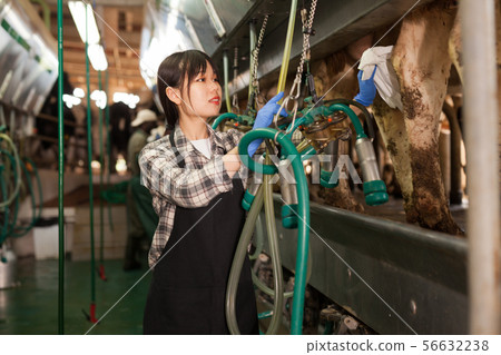 Milkmaid in apron in barn with automatical cow milking machines Milkmaid in apron in barn with automatical cow milking machines 56632238