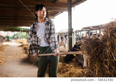 Female farmer who is feeding beasts at the cow farm Female farmer who is feeding beasts at the cow farm 56632380