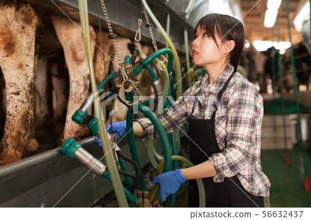 Milkmaid in apron in barn with automatical cow milking machines 56632437